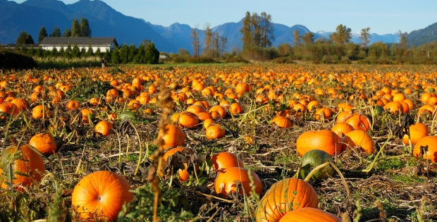 Fun Family Activities for Fall