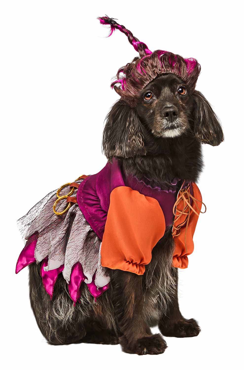 Hocus Pocus Mary Pet Costume