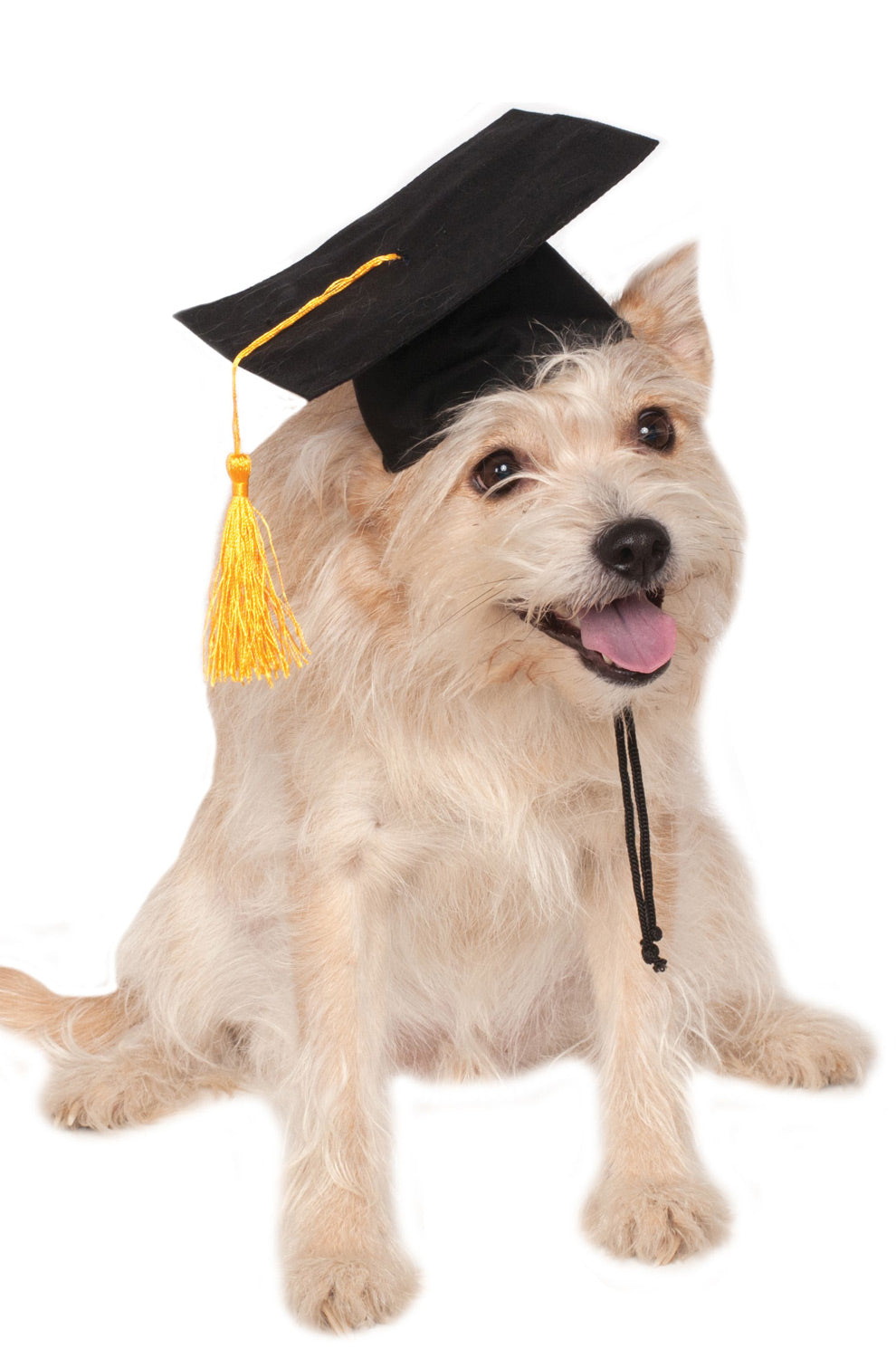 Black Grad Hat Pet Costume