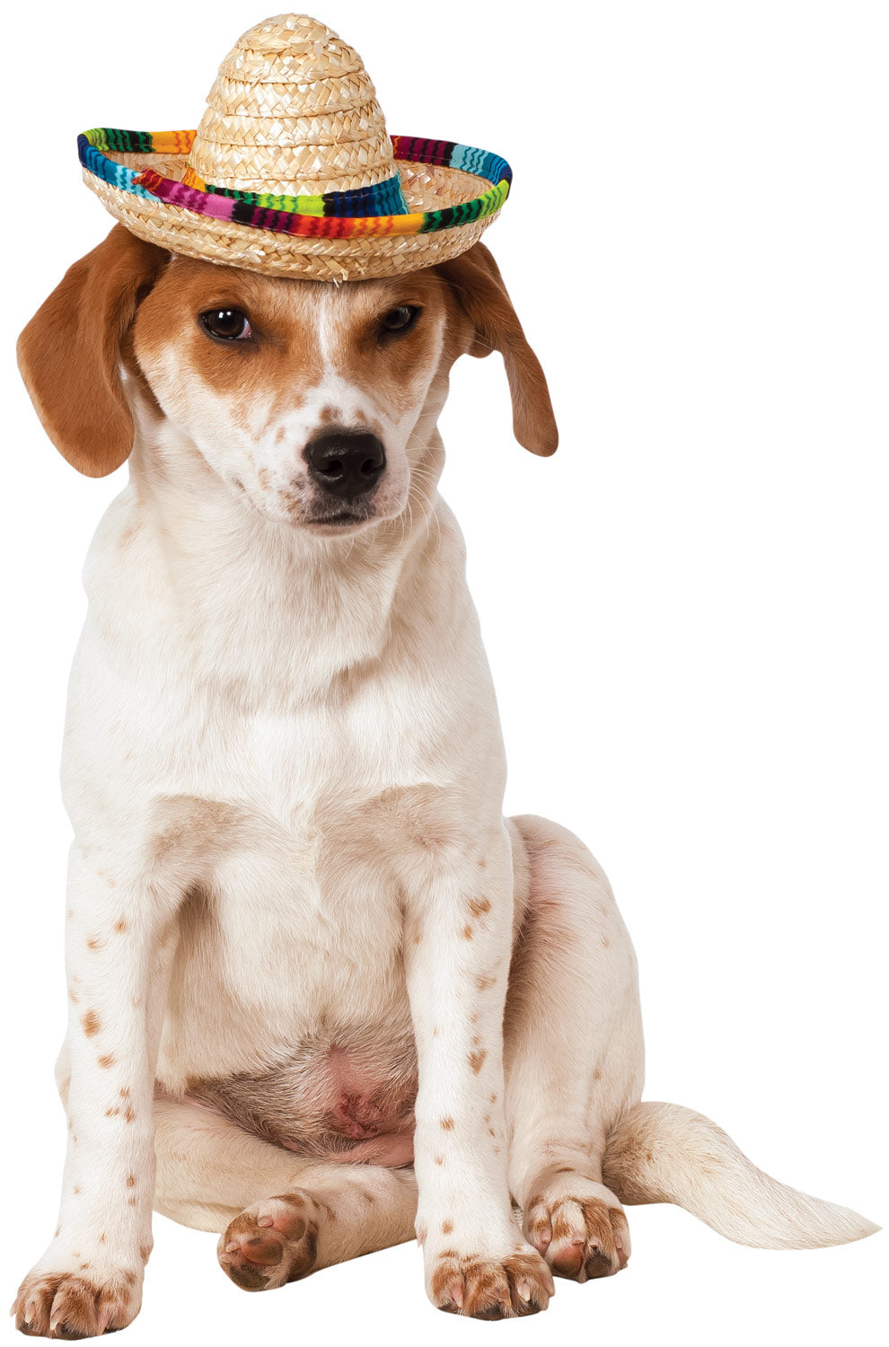 Multicolor Pet Sombrero