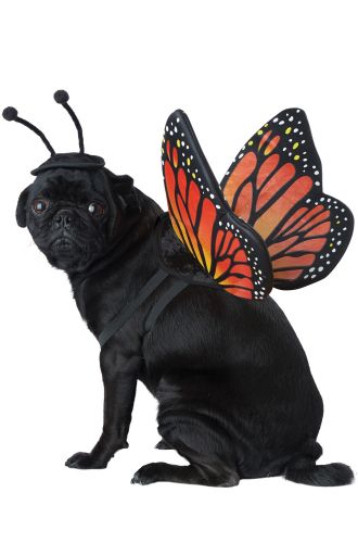 Monarch Butterfly Pet Costume