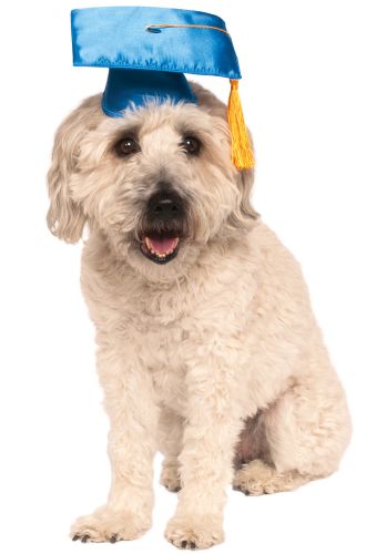 Graduation Pet Costume