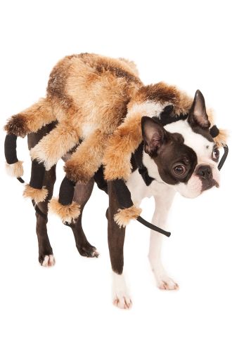 Creepy Spider Harness Pet Costume