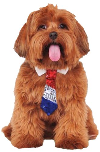 Patriotic Tie Pet Accessory