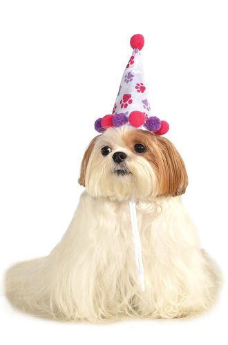 Girl's Birthday Hat Pet Costume